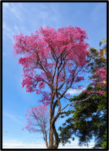 PAO ROSA (ANIBA ROSAEODORA)