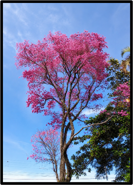 PAO ROSA (ANIBA ROSAEODORA)