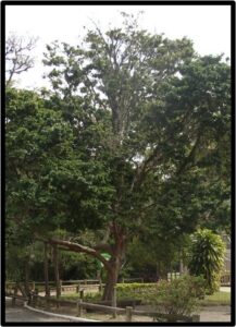 PAU BRASIL (PAUBRASILIA ECHINATA)