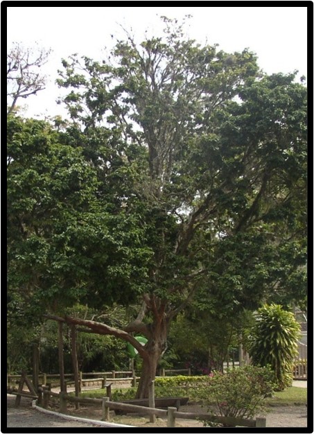 PAU BRASIL (PAUBRASILIA ECHINATA)