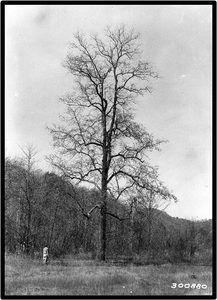 LOTO AMERICANO (DIOSPYROS VIRGINIANA)