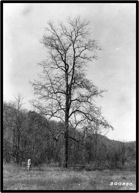 LOTO AMERICANO (DIOSPYROS VIRGINIANA)