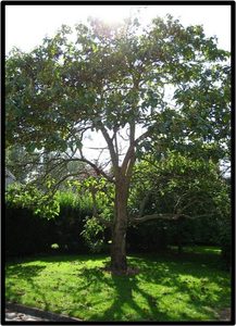 PAULOWNIA (PAULOWNIA TOMENTOSA)