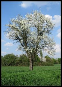 PERO (PYRUS COMMUNIS)