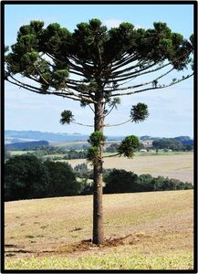 PINO DEL PARANA’ (ARAUCARIA ANGUSTIFOLIA)