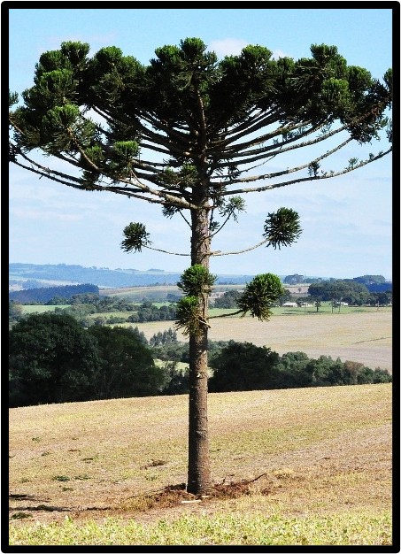 PINO DEL PARANA’ (ARAUCARIA ANGUSTIFOLIA)