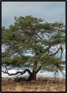 PINO SILVESTRE (PINUS SYLVESTRIS)