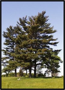 PINO STROBO (PINUS STROBUS)