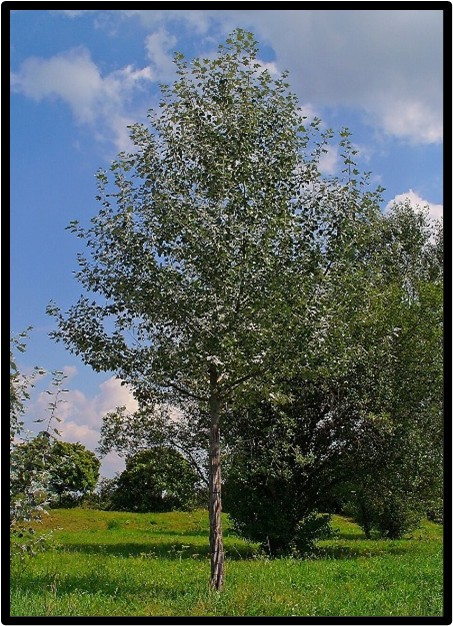 PIOPPO BIANCO (POPULUS ALBA)
